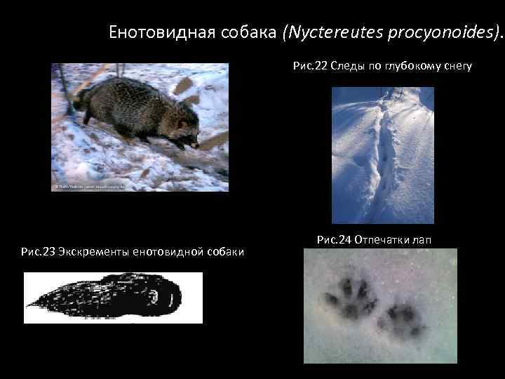 Енотовидная собака (Nyctereutes procyonoides). Рис. 22 Следы по глубокому снегу Рис. 23 Экскременты енотовидной