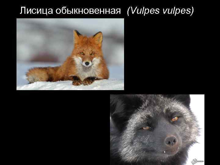 Лисица обыкновенная (Vulpes vulpes) 