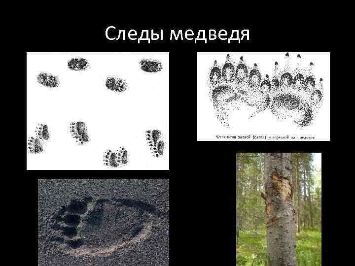 Следы медведя 