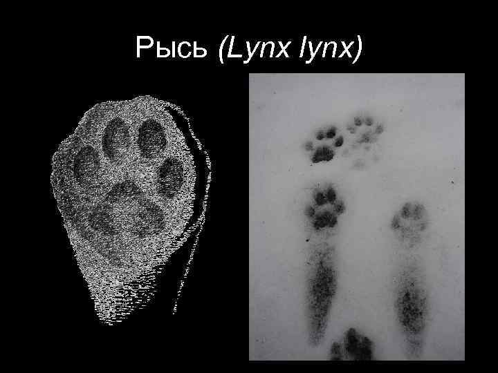 Рысь (Lynx lynx) 