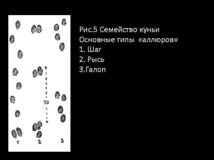 Рис. 5 Семейство куньи Основные типы «аллюров» 1. Шаг 2. Рысь 3. Галоп 