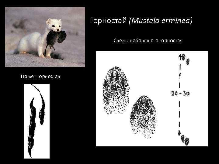  Горностай (Mustela erminea) Следы небольшого горностая Помет горностая 