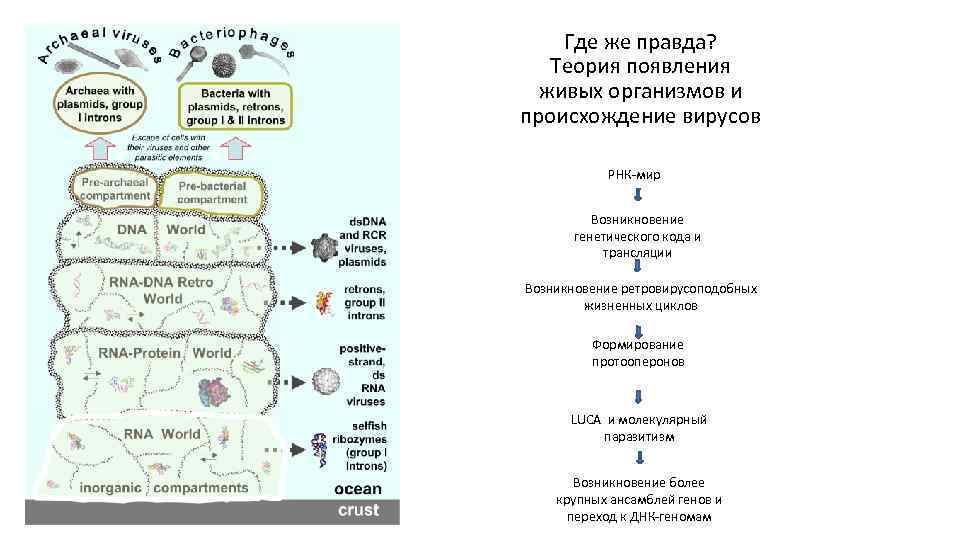 Где же правда? Теория появления живых организмов и происхождение вирусов РНК-мир Возникновение генетического кода