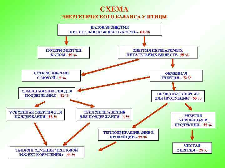 СХЕМА ЭНЕРГЕТИЧЕСКОГО БАЛАНСА У ПТИЦЫ ВАЛОВАЯ ЭНЕРГИЯ ПИТАТЕЛЬНЫХ ВЕЩЕСТВ КОРМА – 100 % ПОТЕРИ