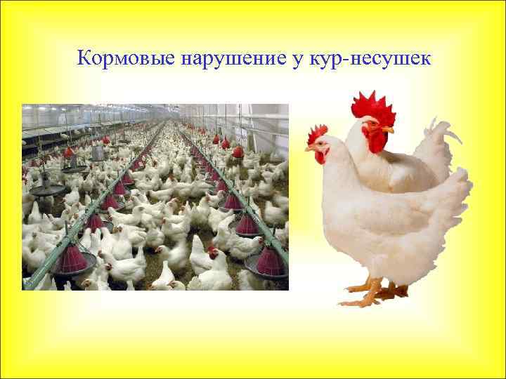 Кормовые нарушение у кур-несушек 