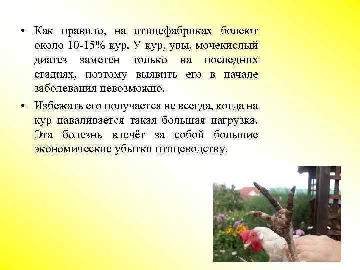  • Как правило, на птицефабриках болеют около 10 -15% кур. У кур, увы,