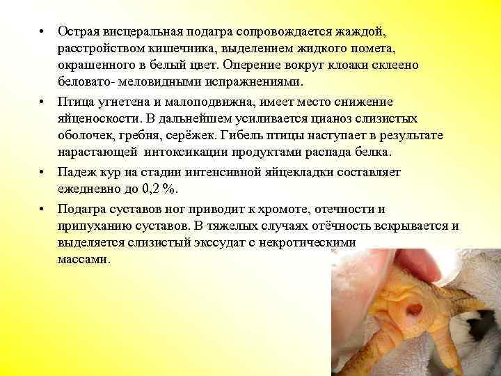  • Острая висцеральная подагра сопровождается жаждой, расстройством кишечника, выделением жидкого помета, окрашенного в