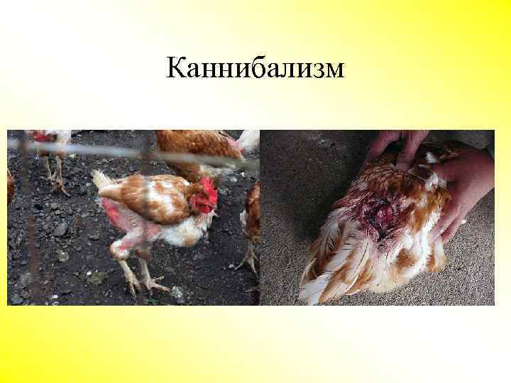 Каннибализм 