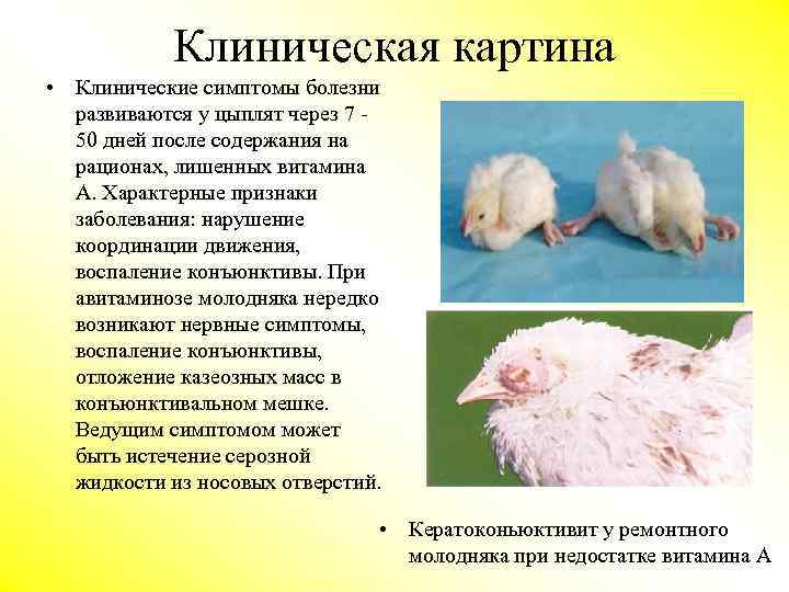 Клиническая картина • Клинические симптомы болезни развиваются у цыплят через 7 50 дней после