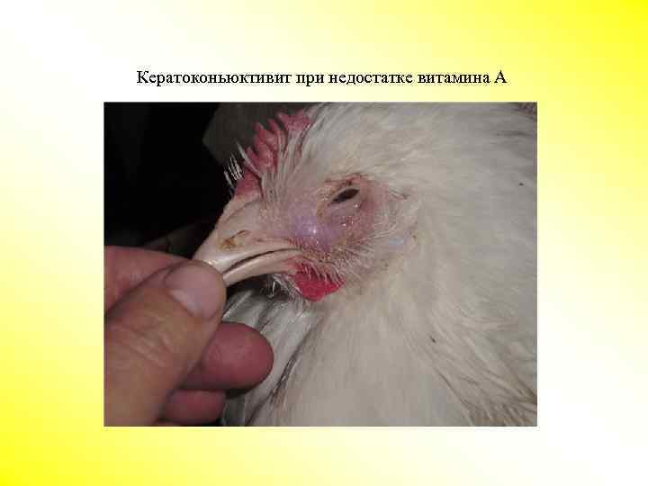 Кератоконьюктивит при недостатке витамина А 