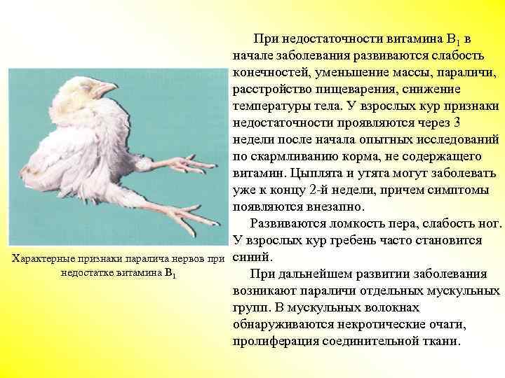 Характерные признаки паралича нервов при недостатке витамина В 1 При недостаточности витамина В 1