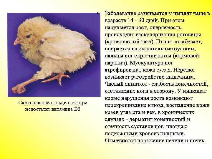 Скрючивание пальцев ног при недостатке витамина В 2 • Заболевание развивается у цыплят чаше