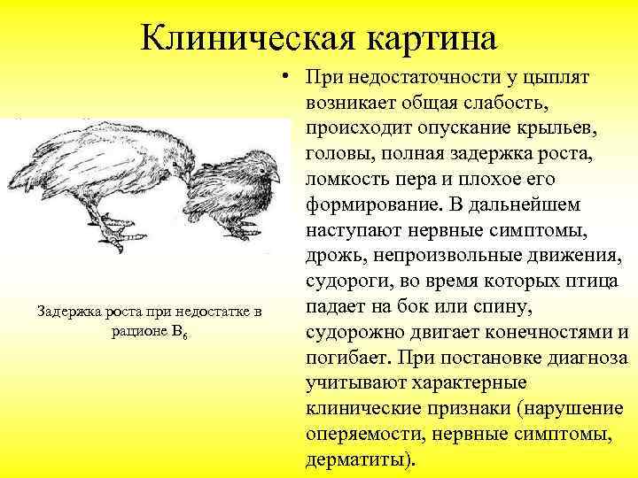 Клиническая картина Задержка роста при недостатке в рационе В 6 • При недостаточности у