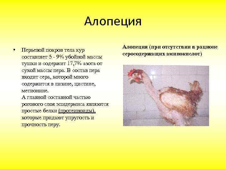 Алопеция • Перьевой покров тела кур составляет 5 - 9% убойной массы тушки и