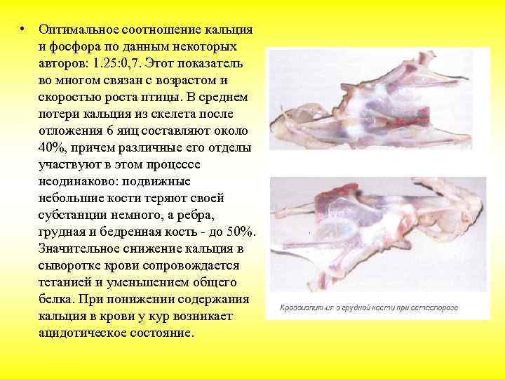  • Оптимальное соотношение кальция и фосфора по данным некоторых авторов: 1. 25: 0,