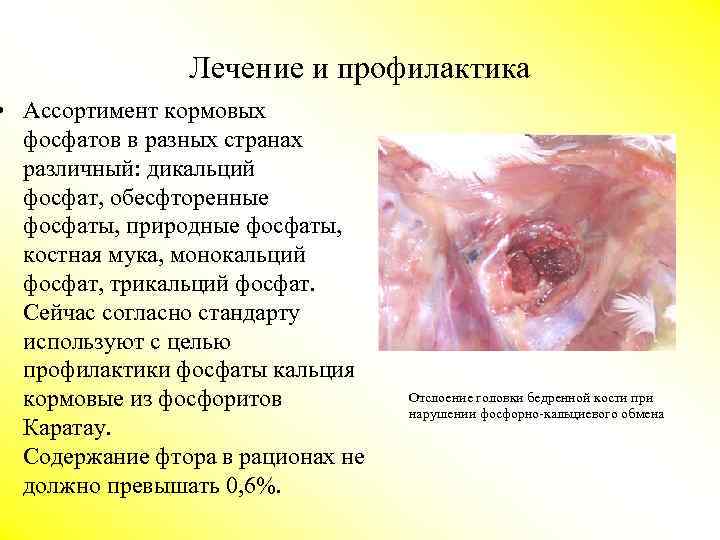 Лечение и профилактика • Ассортимент кормовых фосфатов в разных странах различный: дикальций фосфат, обесфторенные