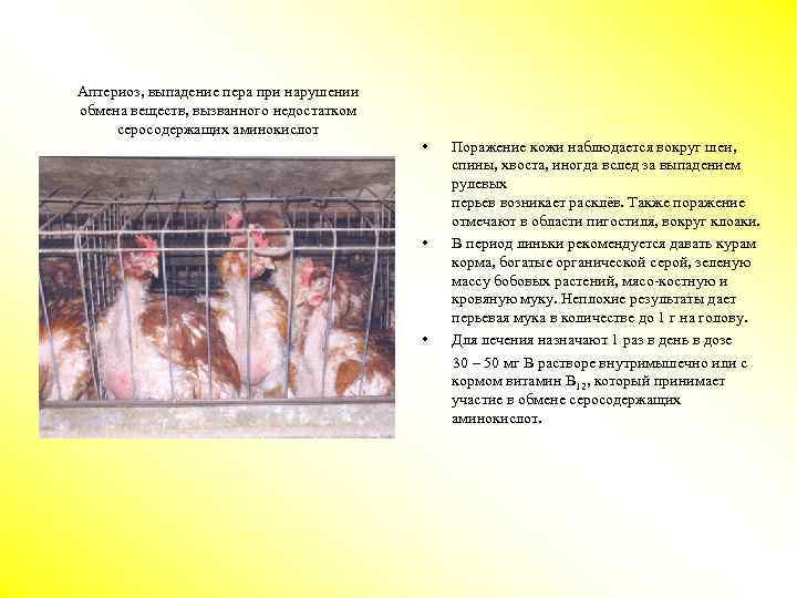 Аптериоз, выпадение пера при нарушении обмена веществ, вызванного недостатком серосодержащих аминокислот • Поражение кожи