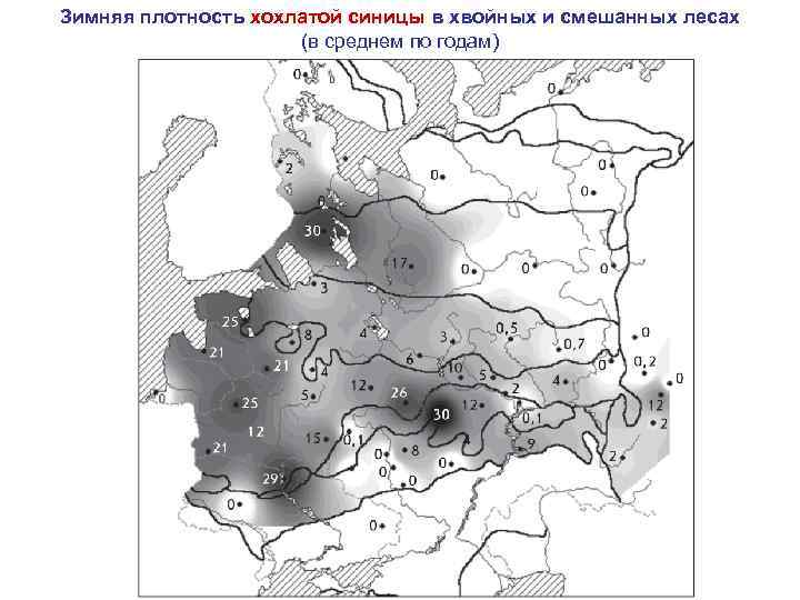 Зимняя плотность хохлатой синицы в хвойных и смешанных лесах (в среднем по годам) 