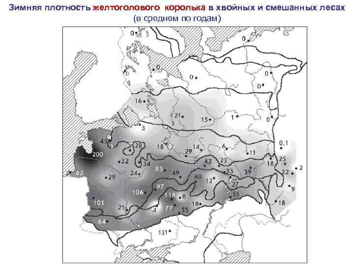 Зимняя плотность желтоголового королька в хвойных и смешанных лесах (в среднем по годам) 