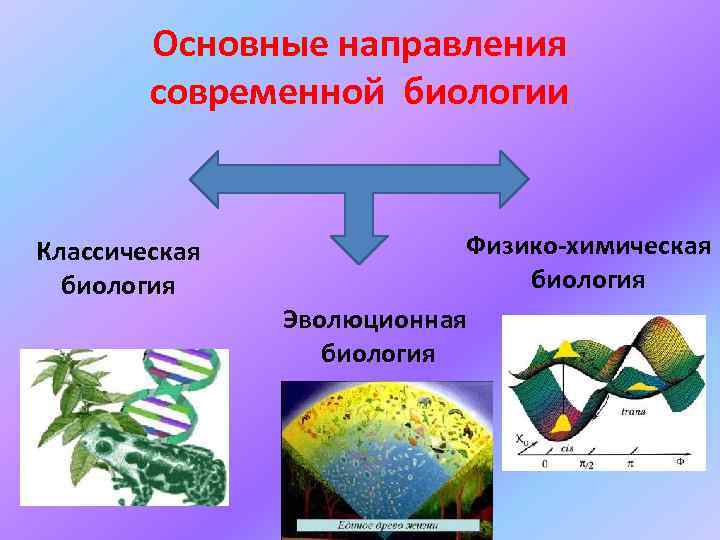 Основные направления современной биологии Классическая биология Физико-химическая биология Эволюционная биология 