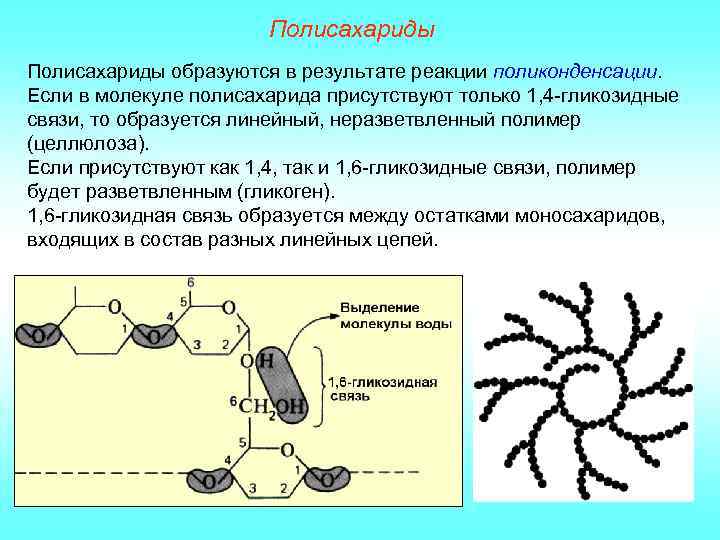 Полисахариды образуются в результате реакции поликонденсации. Если в молекуле полисахарида присутствуют только 1, 4