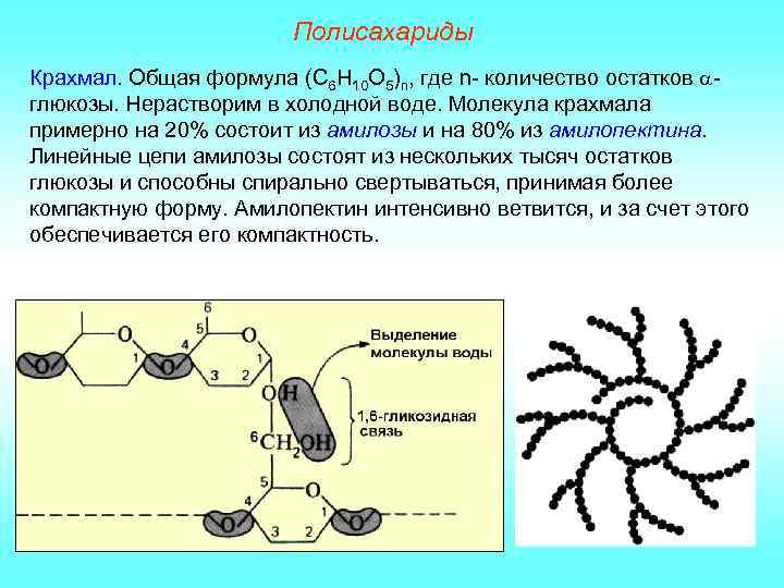 Полисахариды Крахмал. Общая формула (С 6 Н 10 О 5)n, где n- количество остатков