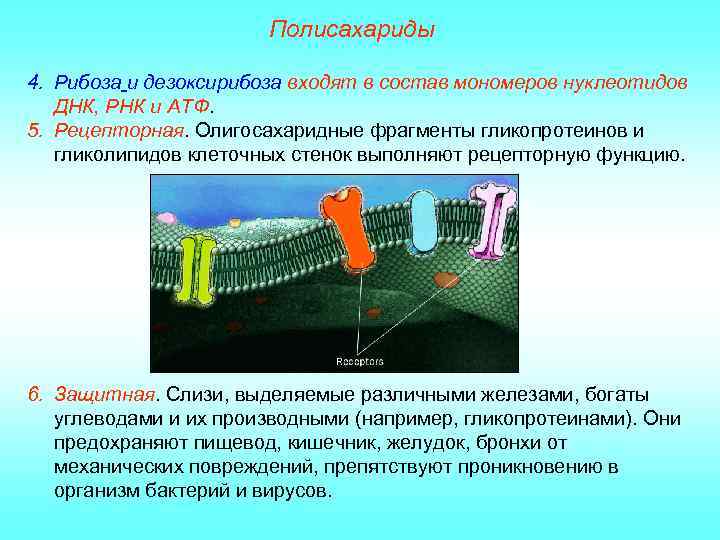 Полисахариды 4. Рибоза и дезоксирибоза входят в состав мономеров нуклеотидов ДНК, РНК и АТФ.