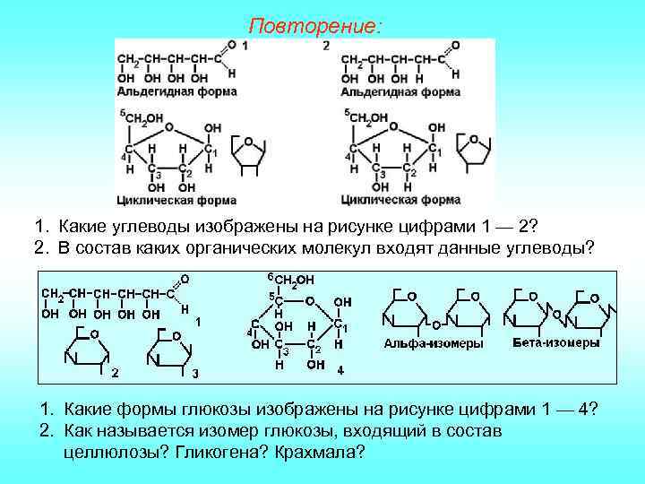 Повторение: 1. Какие углеводы изображены на рисунке цифрами 1 — 2? 2. В состав