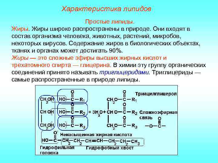 Характеристика липидов Простые липиды. Жиры широко распространены в природе. Они входят в состав организма