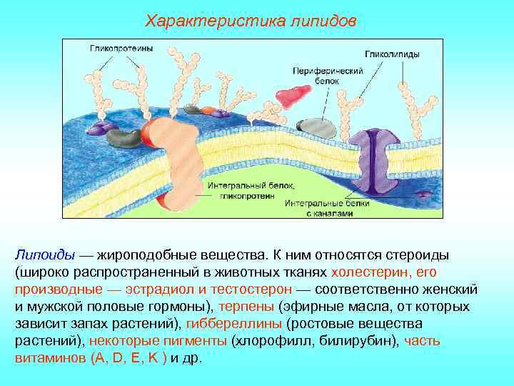 Характеристика липидов Липоиды — жироподобные вещества. К ним относятся стероиды (широко распространенный в животных