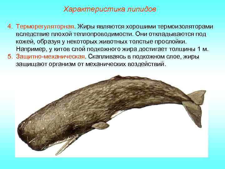 Характеристика липидов 4. Терморегуляторная. Жиры являются хорошими термоизоляторами вследствие плохой теплопроводимости. Они откладываются под
