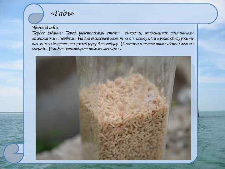  «Гадь» Этап «Гадь» Первое задание: Перед участниками стоят емкости, заполненная различными насекомыми и