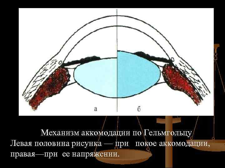 Механизм аккомодации по Гельмгольцу Левая половина рисунка — при покое аккомодации, правая—при ее напряжении.