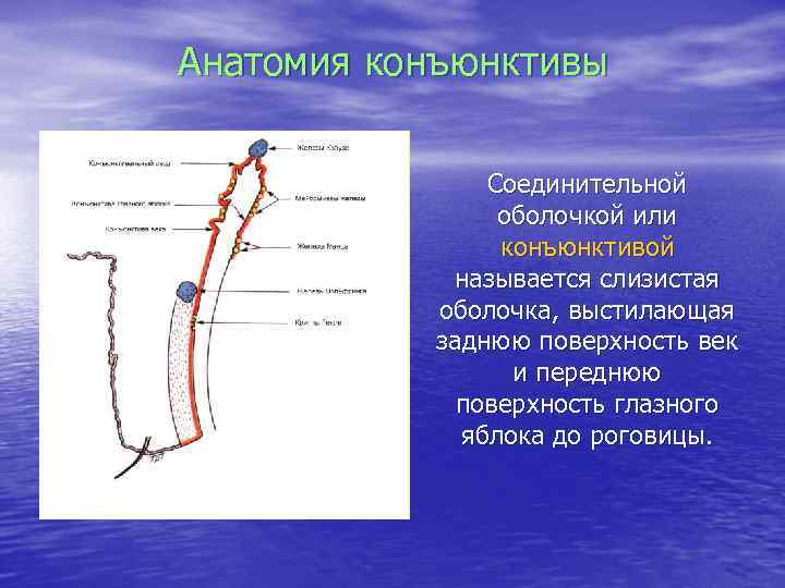 Анатомия конъюнктивы Соединительной оболочкой или конъюнктивой называется слизистая оболочка, выстилающая заднюю поверхность век и