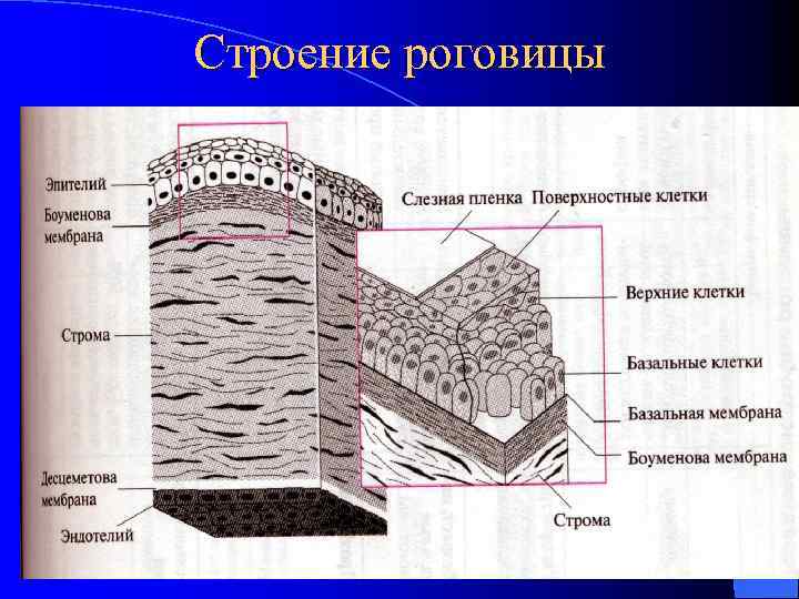 Схема строение роговицы