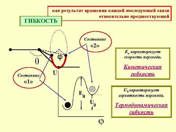 как результат вращения каждой последующей связи относительно предшествующей ГИБКОСТЬ Состояние « 2» Состояние φ