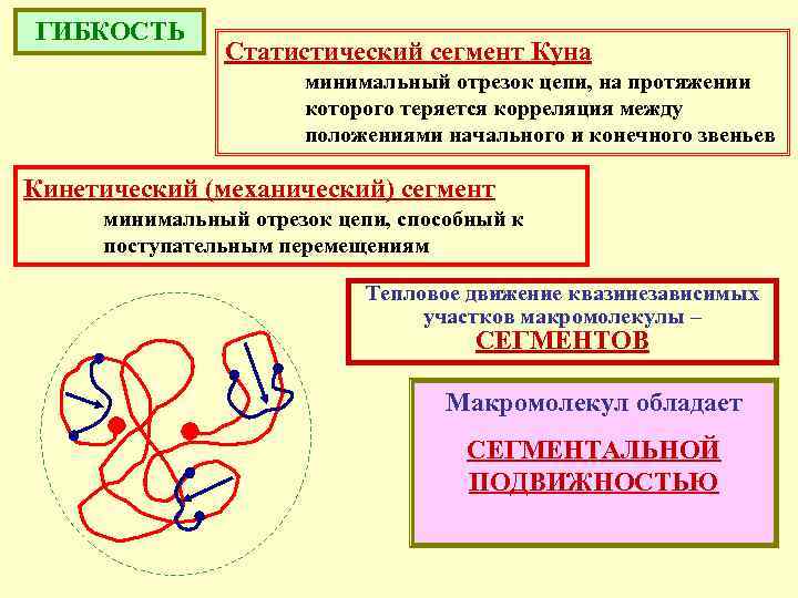 ГИБКОСТЬ Статистический сегмент Куна минимальный отрезок цепи, на протяжении которого теряется корреляция между положениями