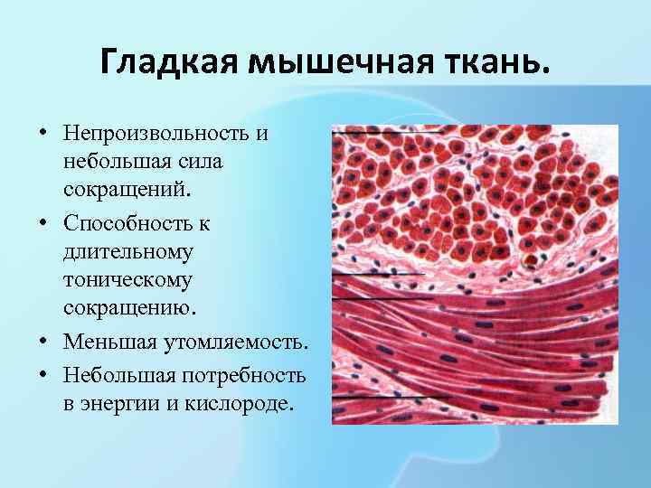 Как называется клетка мышечной ткани. Гладкая мускулатура мышечной ткани. Гладкая мышечная ткань гистология. Тип сокращения скелетной мышечной ткани. Гладкая и Скелетная мышечная ткань.