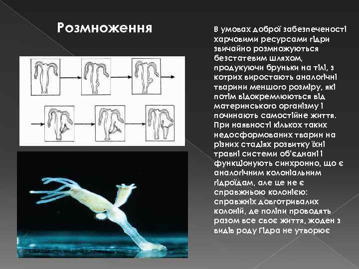 Розмноження В умовах доброї забезпеченості харчовими ресурсами гідри звичайно розмножуються безстатевим шляхом, продукуючи бруньки