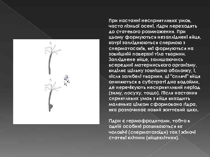 При настанні несприятливих умов, часто пізньої осені, гідри переходять до статевого розмноження. При цьому