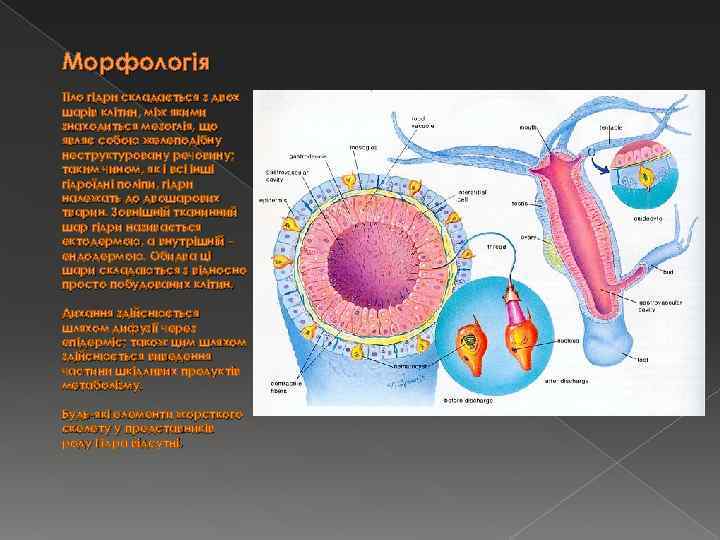 Морфологія Тіло гідри складається з двох шарів клітин, між якими знаходиться мезоглія, що являє