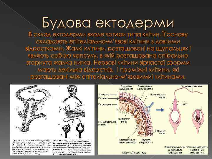 Будова ектодерми В склад ектодерми входе чотири типа клітин. Її основу складають епітеліально-м’язові клітини