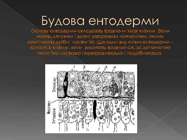 Будова ентодерми Основу ентодерми складають травно-м’язові клітини. Вони мають джгутики і здатні утворювати ложноніжки,