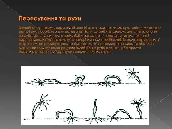 Пересування та рухи Звичайно гідри ведуть нерухомий спосіб життя, але інколи можуть робити достатньо