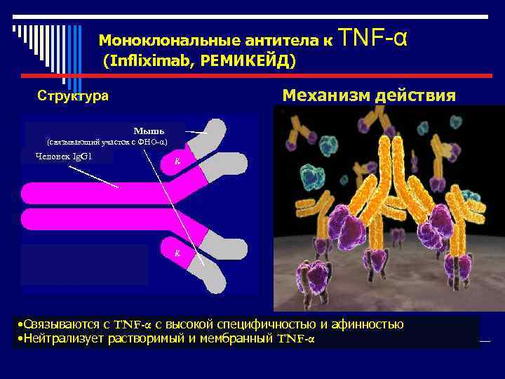 Моноклональные антитела к TNF-α (Infliximab, РЕМИКЕЙД) Механизм действия Структура Мышь (связывающий участок с ФНО-