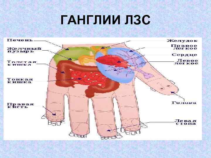 ГАНГЛИИ ЛЗС 