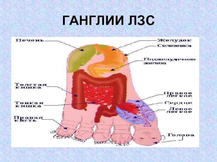 ГАНГЛИИ ЛЗС 