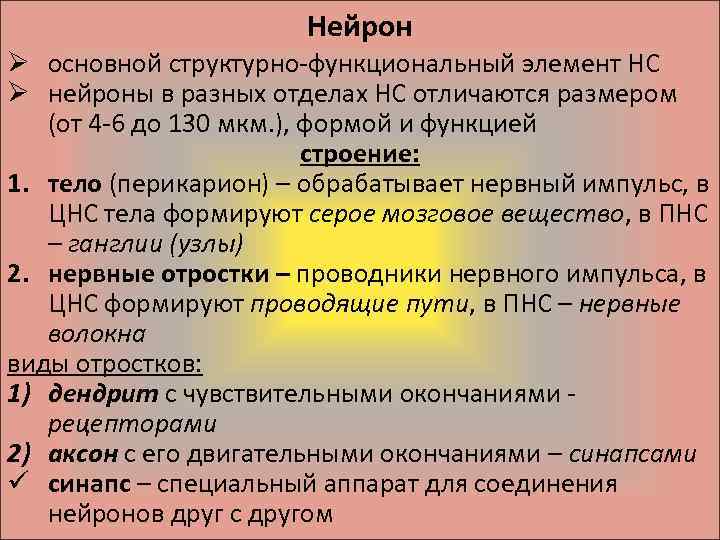 Нейрон Ø основной структурно-функциональный элемент НС Ø нейроны в разных отделах НС отличаются размером