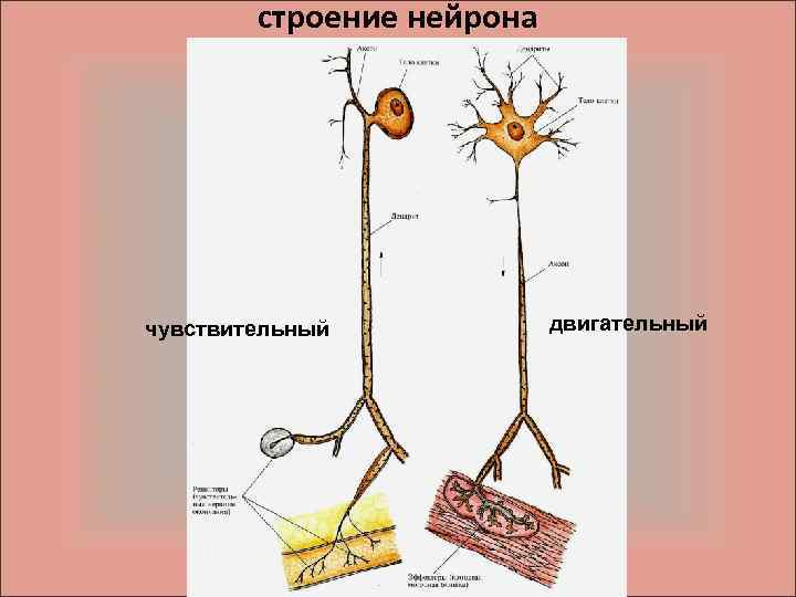 строение нейрона чувствительный двигательный 