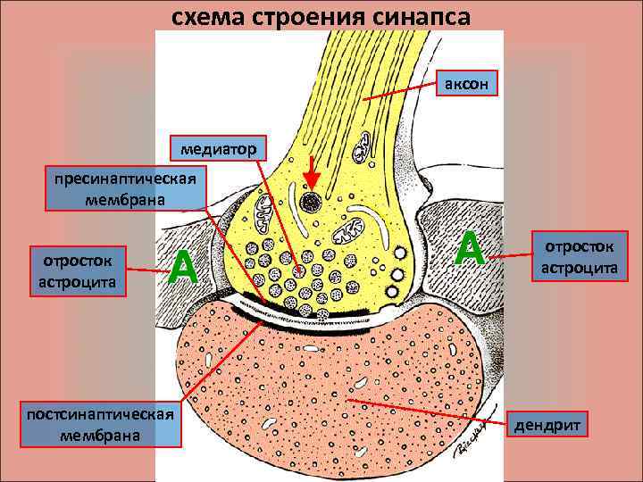 Общий план строения синапса